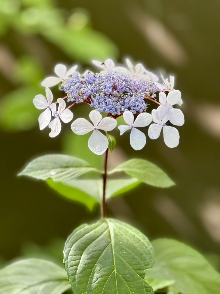 A white flower with tiny purple buds at its center stands tall against a lush green background. Its delicate petals and details are in sharp focus. Photographed at the Oregon Zoo, Portland.