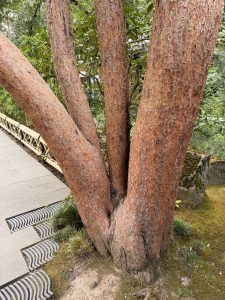 A tree with multiple thick trunks and reddish bark grows near a stone walkway in the Japanese Garden, Portland. The tree adds character and contrast to the soft green moss and surrounding plants. 