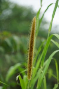 A vertical close-up of a single brown foxtail millet seed head standing upright amid green foliage, with a blurred background.