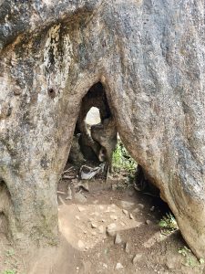 A natural tunnel-like hollow inside the roots of an ancient tree, with light passing through. Taken at Thusharagiri Falls, Kozhikode. 