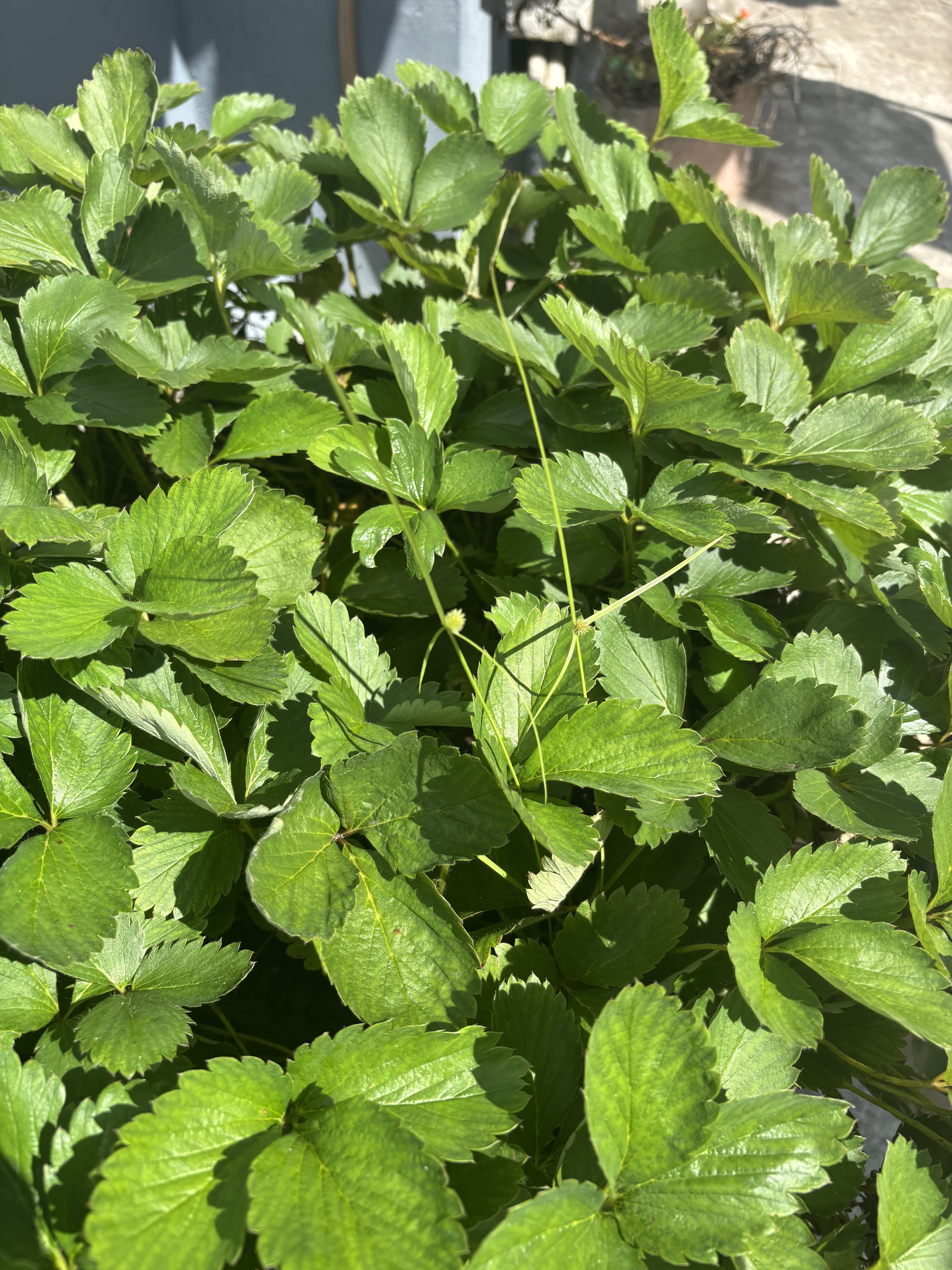 A lush patch of vibrant green strawberry leaves fills the frame, with various shapes and textures visible among the foliage.