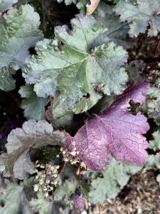A close-up of mixed purple and green textured leaves with tiny flowers and dry grass. Captured in the evening at Pittock Mansion, Portland.