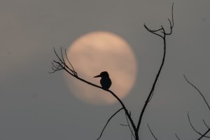 A silhouette of a Kingfisher bird perched on a bare branch against a large, blurred moon in the background, creating a serene and atmospheric scene. 
