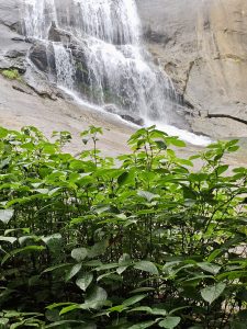 Fresh green leaves appear in the foreground, while the rushing waters of Thusharagiri Falls, Kozhikode, are visible behind them. 