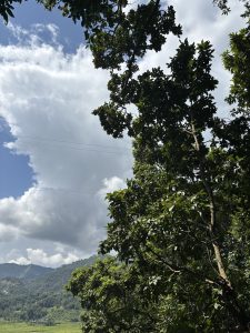 ChatGPT said:

A peaceful landscape with blue sky, clouds, green leaves, and rolling hills.