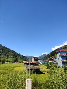 A scenic landscape featuring lush green rice fields in the foreground, with various houses scattered throughout the area