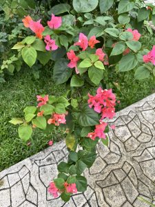 A blooming bougainvillea vine with vibrant pink and orange flowers cascades over the edge of a patterned concrete garden wall.