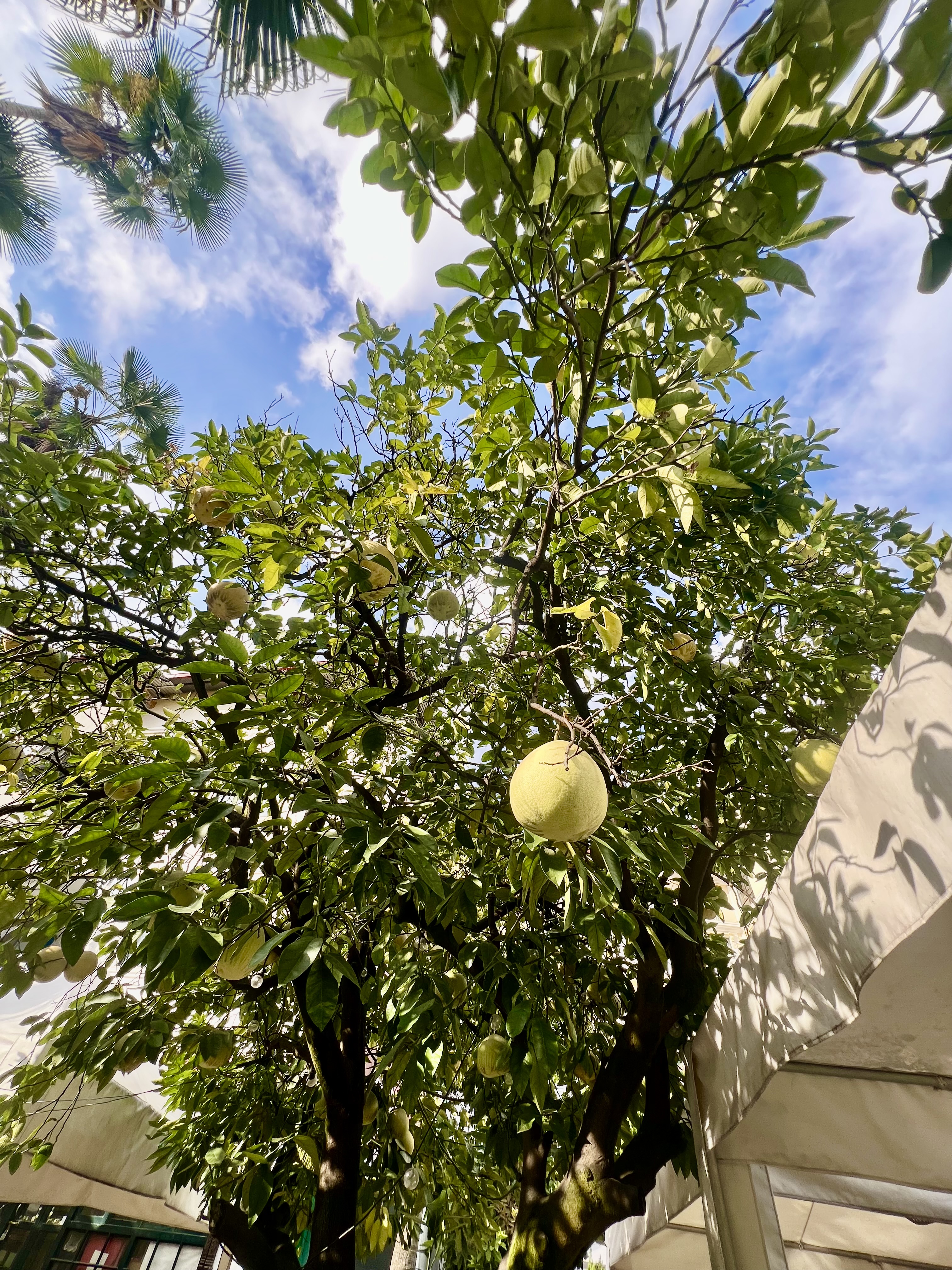 A brightly lit, dense tree full of large, round, yellowish-green citrus fruits, known as pomelos, viewed from below against a blue sky.