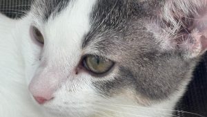 The face of a cat, close up, looking away from the camera.