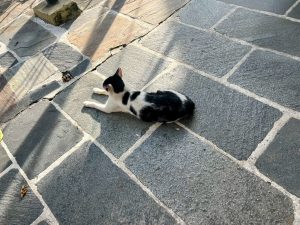 A small black and white cat lies stretched out on a large, gray flagstone patio in the sunlight.