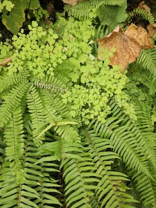 A lush mix of ferns and light green forest floor plants with a single brown leaf. Captured in the Columbia River Gorge National Scenic Area, Oregon. 