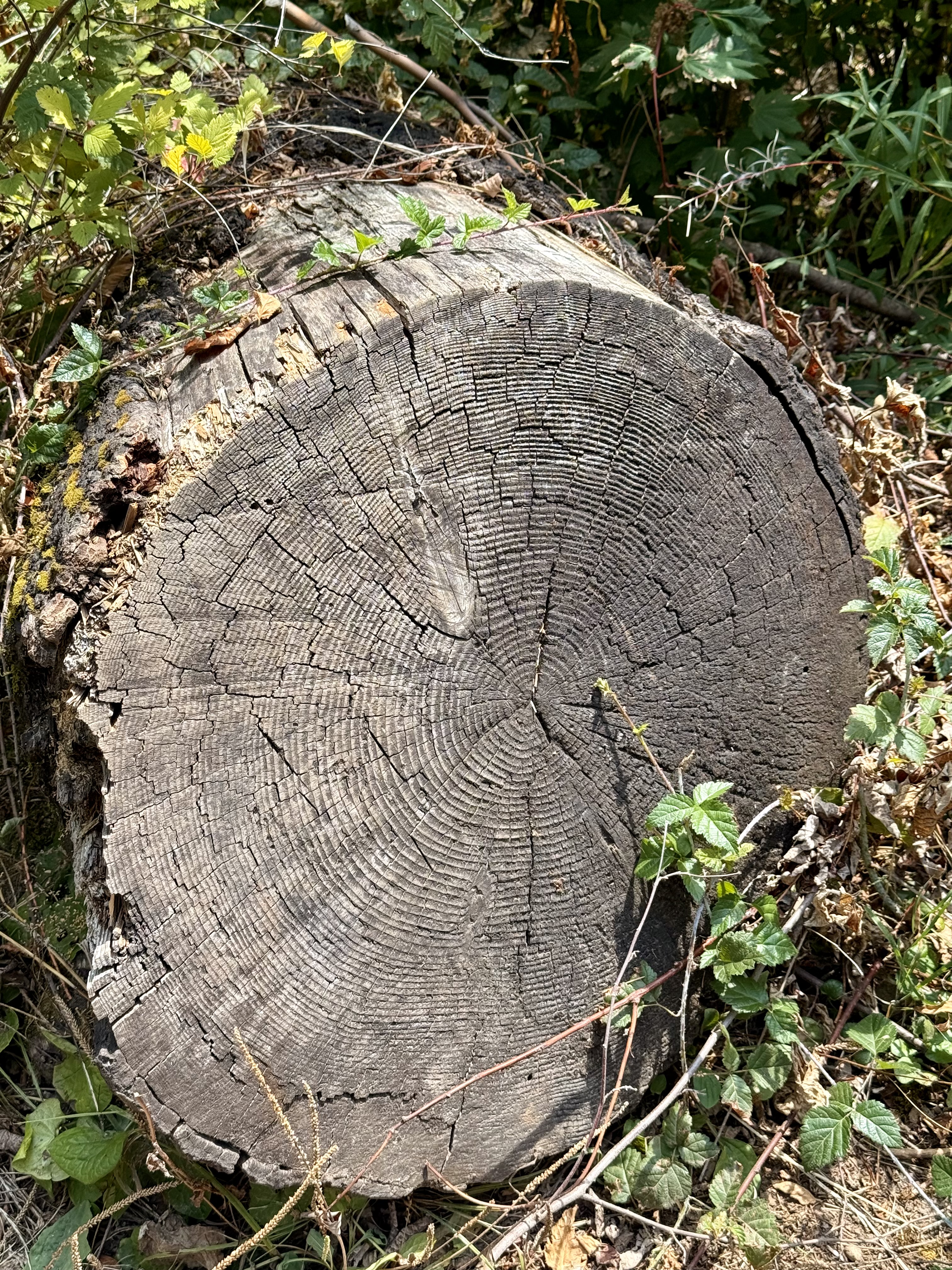 Tree rings of a fallen log in the forest floor, with small green plants growing around it. A close-up view of annual growth rings shows the age and texture of the wood. Columbia River Gorge National Scenic Area, Oregon. 