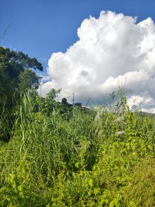 A lush green landscape featuring tall grasses and various plants