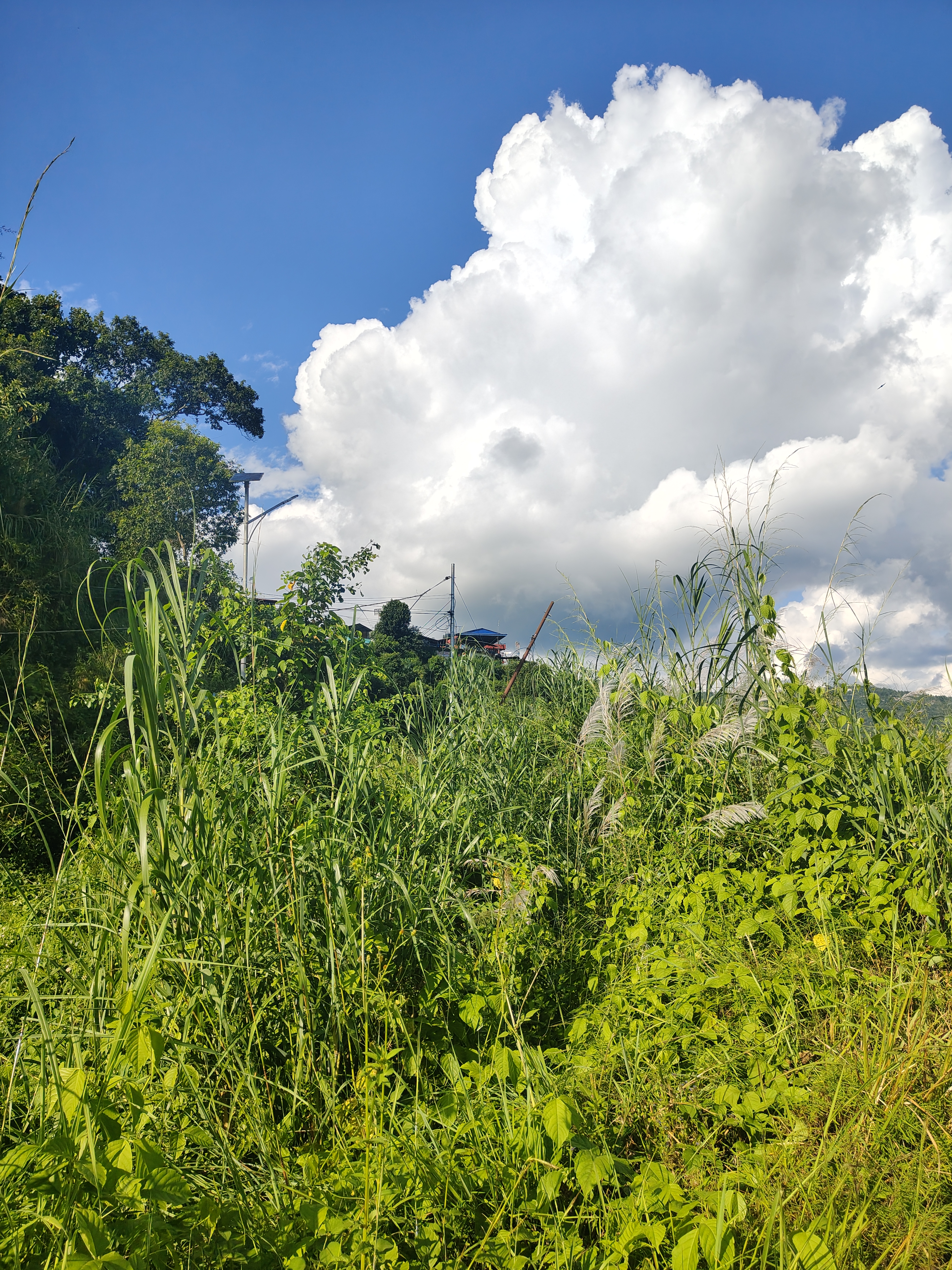 A lush green landscape featuring tall grasses and various plants