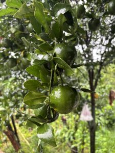 A close-up view of several green Orange fruits hanging from a branch surrounded by vibrant green leaves.