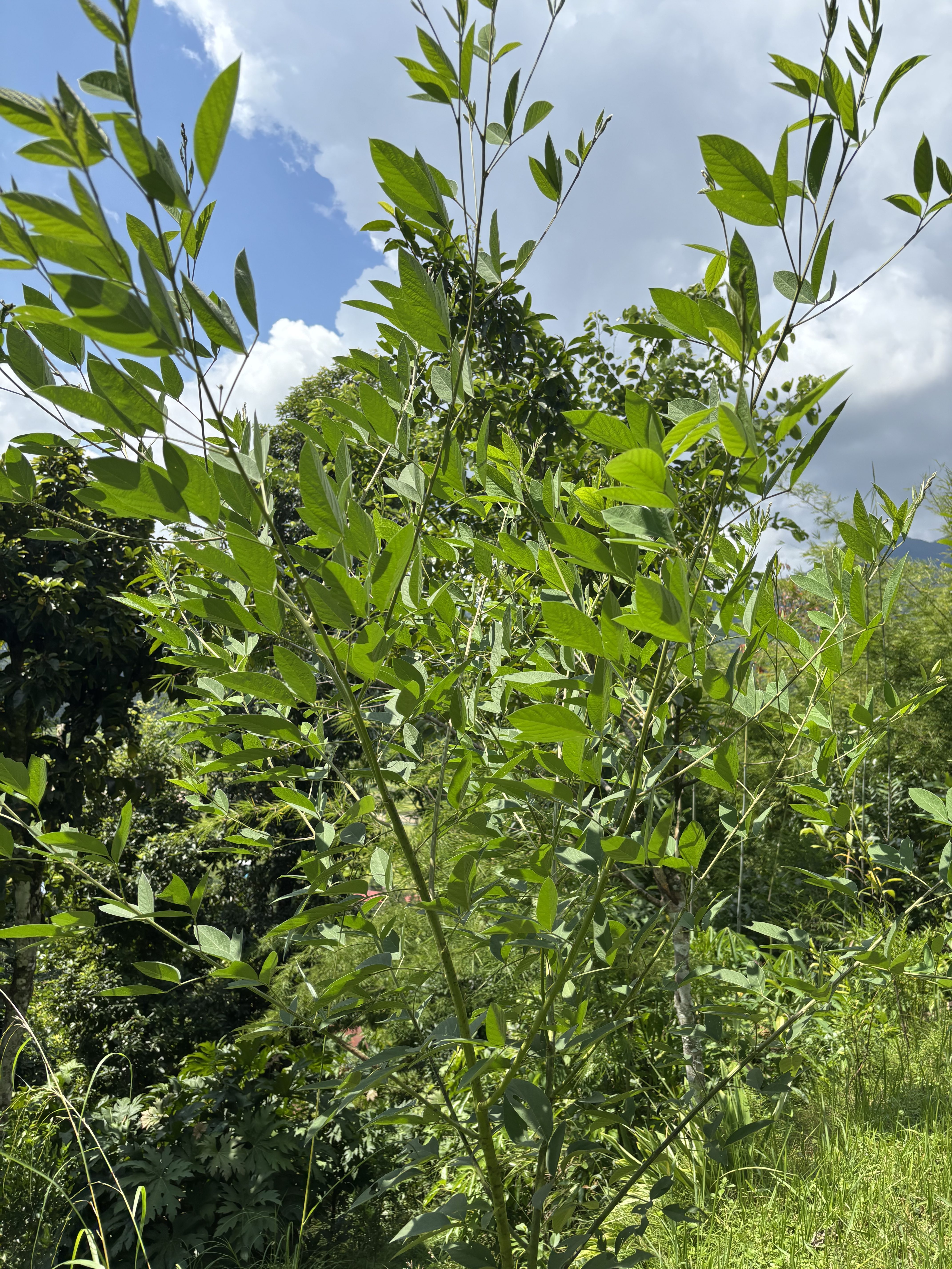 A lush green plant with elongated leaves stands against a backdrop of trees and a bright blue sky with white clouds. 