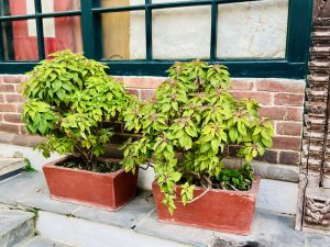 Two potted bushes with bright green and red-tipped leaves sit on a stone step against a brick wall and a green-framed window.