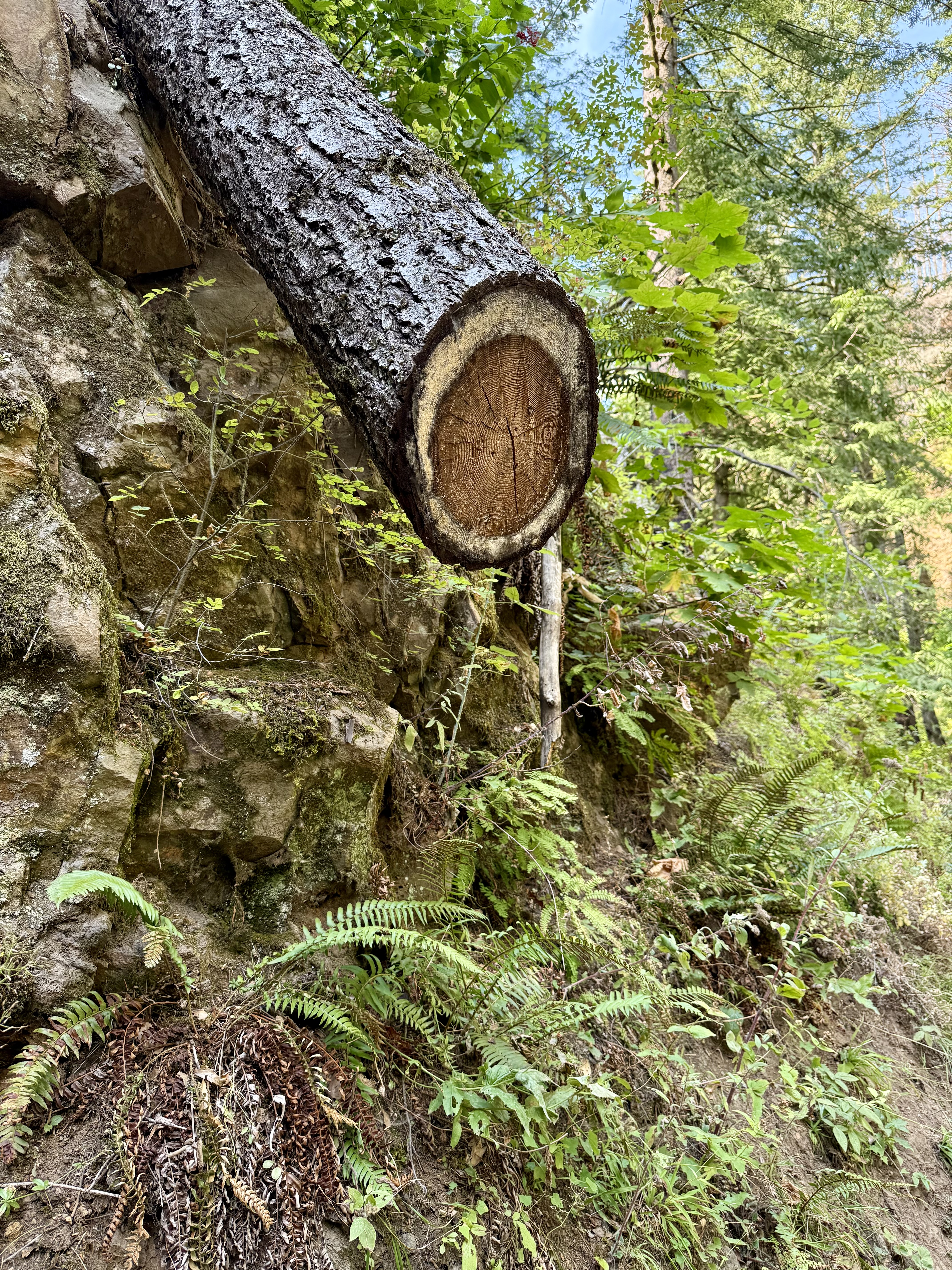 A cut tree trunk juts out from a rocky slope surrounded by ferns and green plants. Columbia River Gorge National Scenic Area, Oregon. 