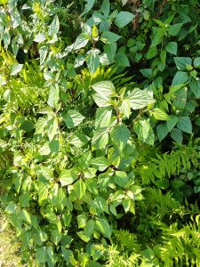 A close-up view of lush green foliage, featuring a mix of broad, glossy leaves from various plants, including ferns and other leafy vegetation.