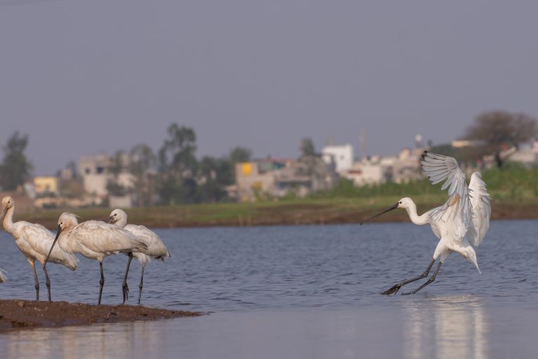 A group of Eurasian spoonbills wades by the water’s edge, one in flight, with distant buildings and greenery in the background.