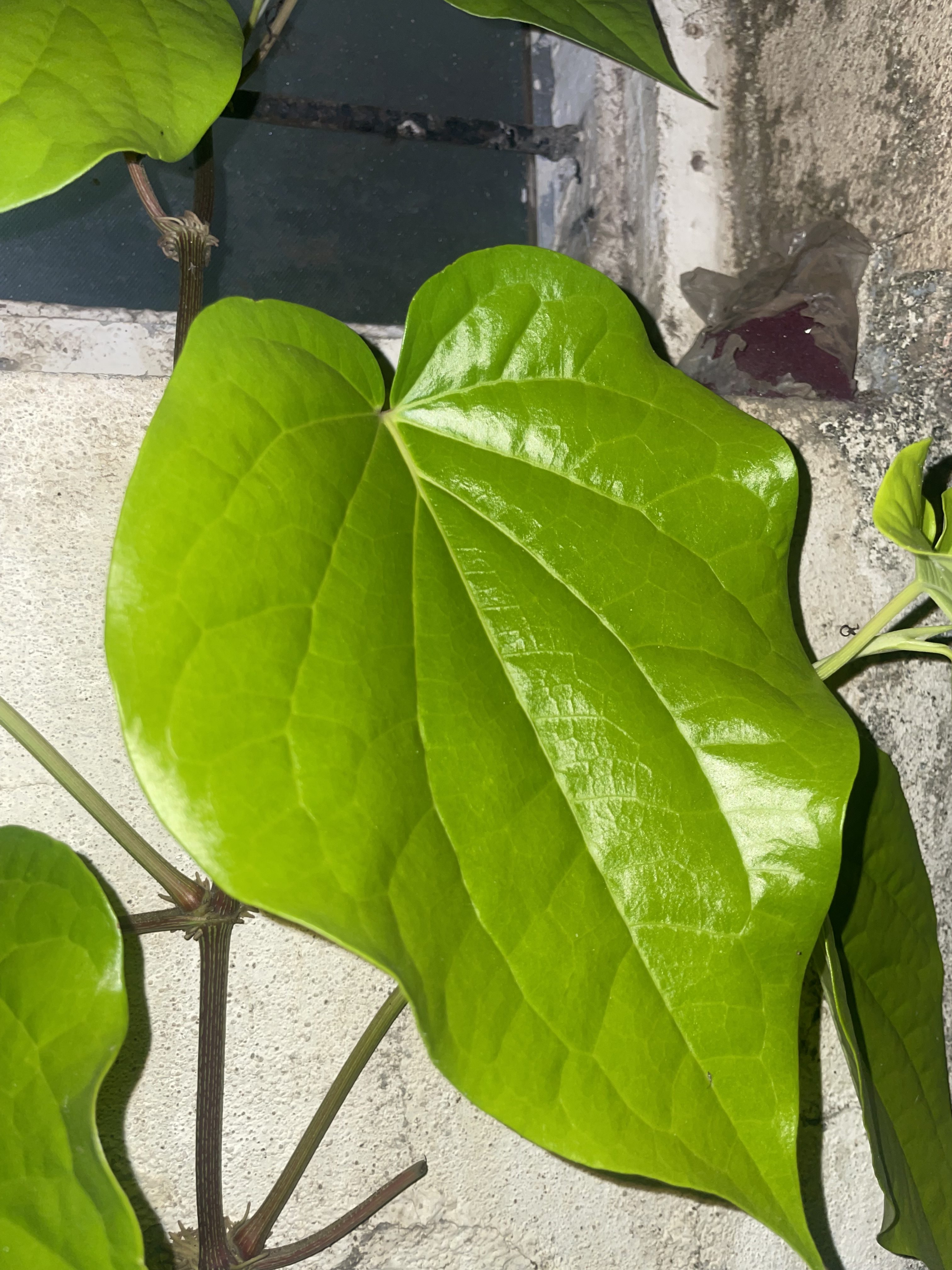 Glossy green leaves with veins on a slender stem against a textured wall and window frame.