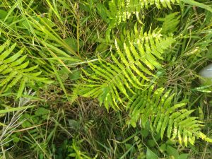 A close-up of vibrant green ferns with serrated leaves, surrounded by grass and small plants, highlighted by sunlight against a soft green-brown background.