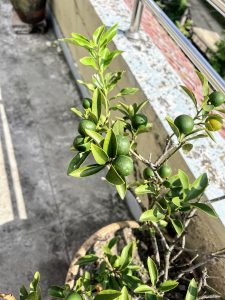 A small tree with tiny green fruits is growing in a pot on a sunny balcony.