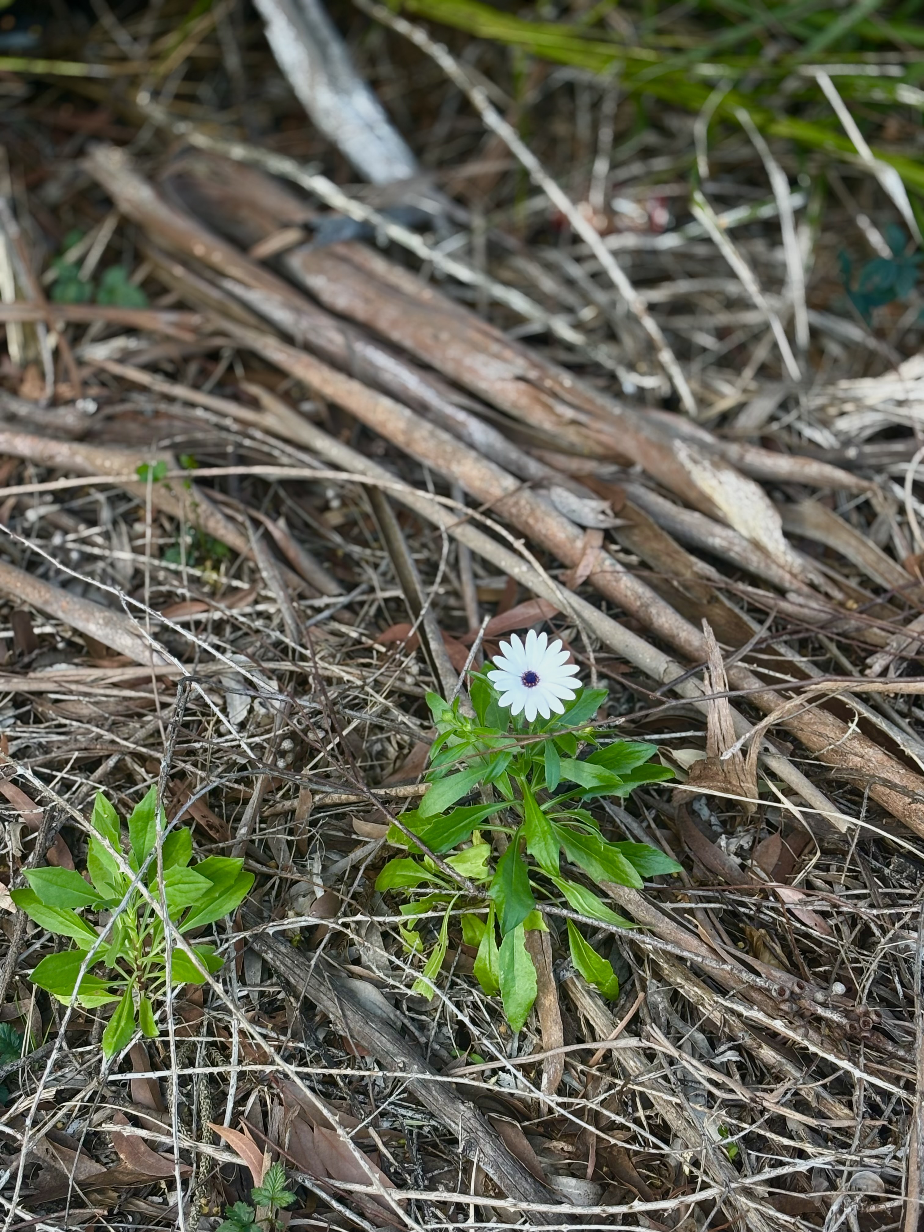 A single white flower with a dark center stands out among a patch of green leaves and scattered dry twigs and leaves on the ground.