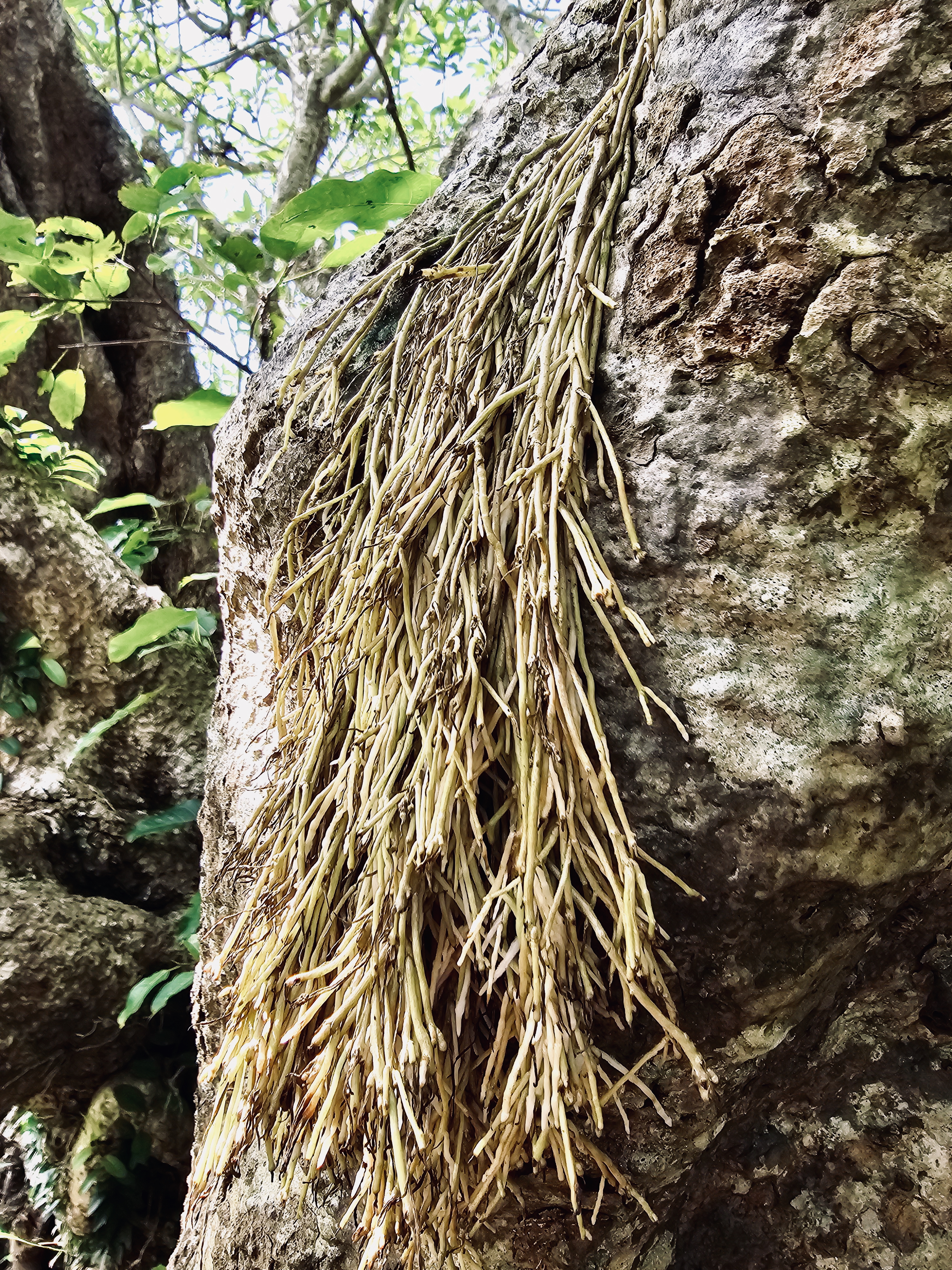 A bunch of thin, dry aerial roots clings to a large tree trunk in a village area. Taken near Thrikkariyoor, Malappuram.