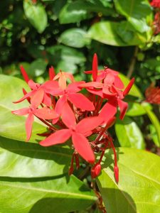 A close-up view of vibrant red flowers with pointed petals, surrounded by green leaves. The flowers are clustered together, showcasing their bright color against a blurred green background, suggesting a sunny outdoor setting.