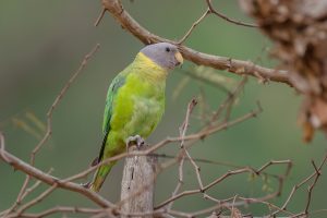 A female Plum-Headed Parakeet with a gray head and yellow neck perches on a wooden stump amid thin branches, set against blurred greenery.