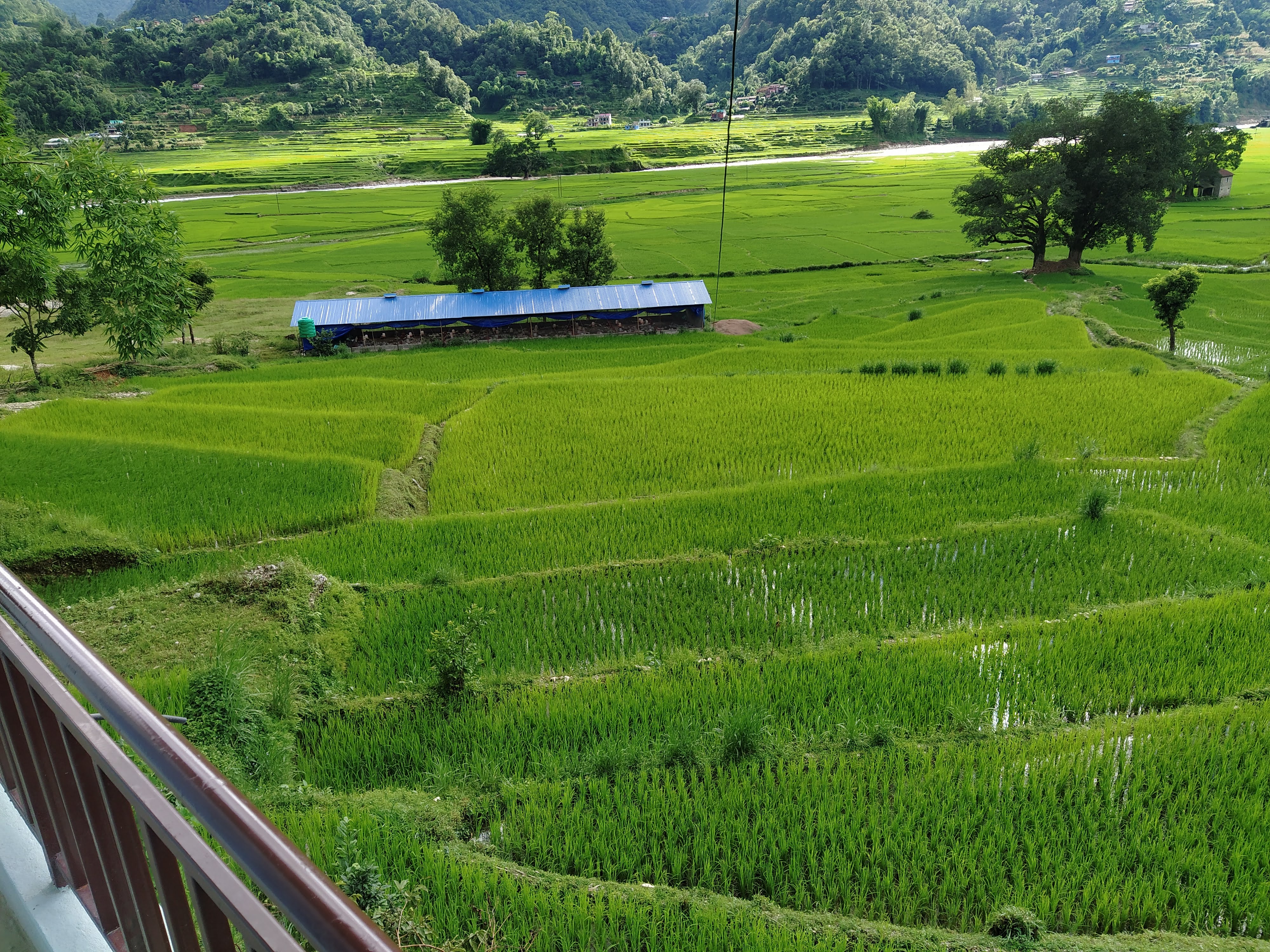 A panoramic view of lush green terraced rice fields stretches across the landscape, with a blue-roofed structure nestled among the fields.