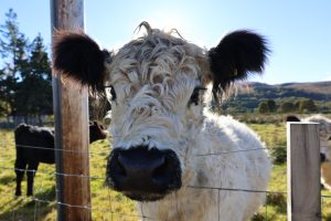 White Galloway Cow close up, her head hanging over the fence wire