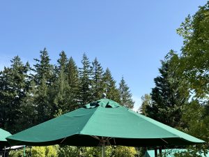 A green patio umbrella opens under tall evergreens and a clear blue sky. Captured at the Oregon Zoo, Portland.
