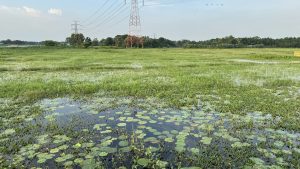 A lush green field with patches of water, featuring large lily pads floating on the surface. In the background, there are trees and a tall electricity pylon with red and white stripes.