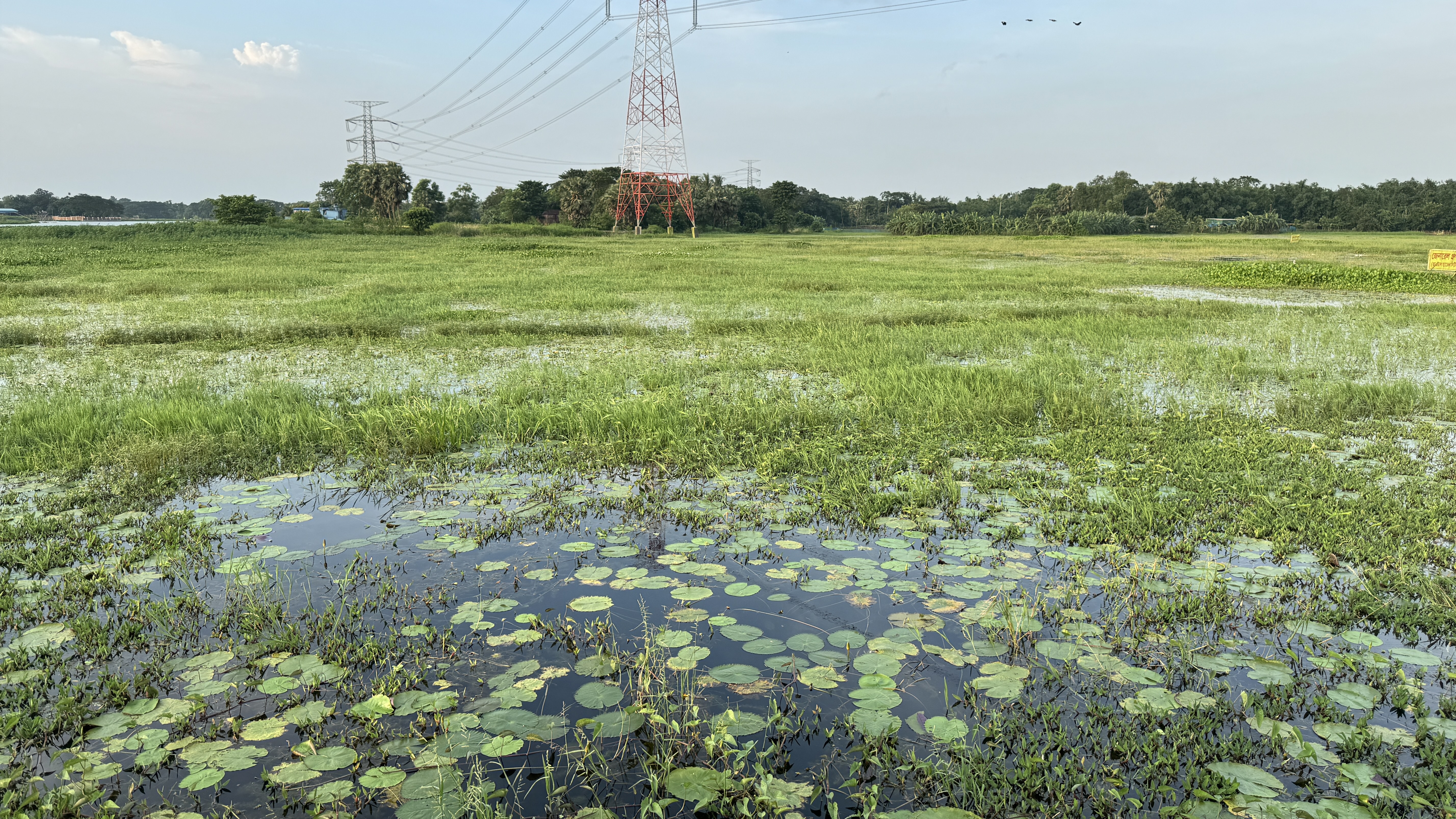 A lush green field with patches of water, featuring large lily pads floating on the surface. In the background, there are trees and a tall electricity pylon with red and white stripes.