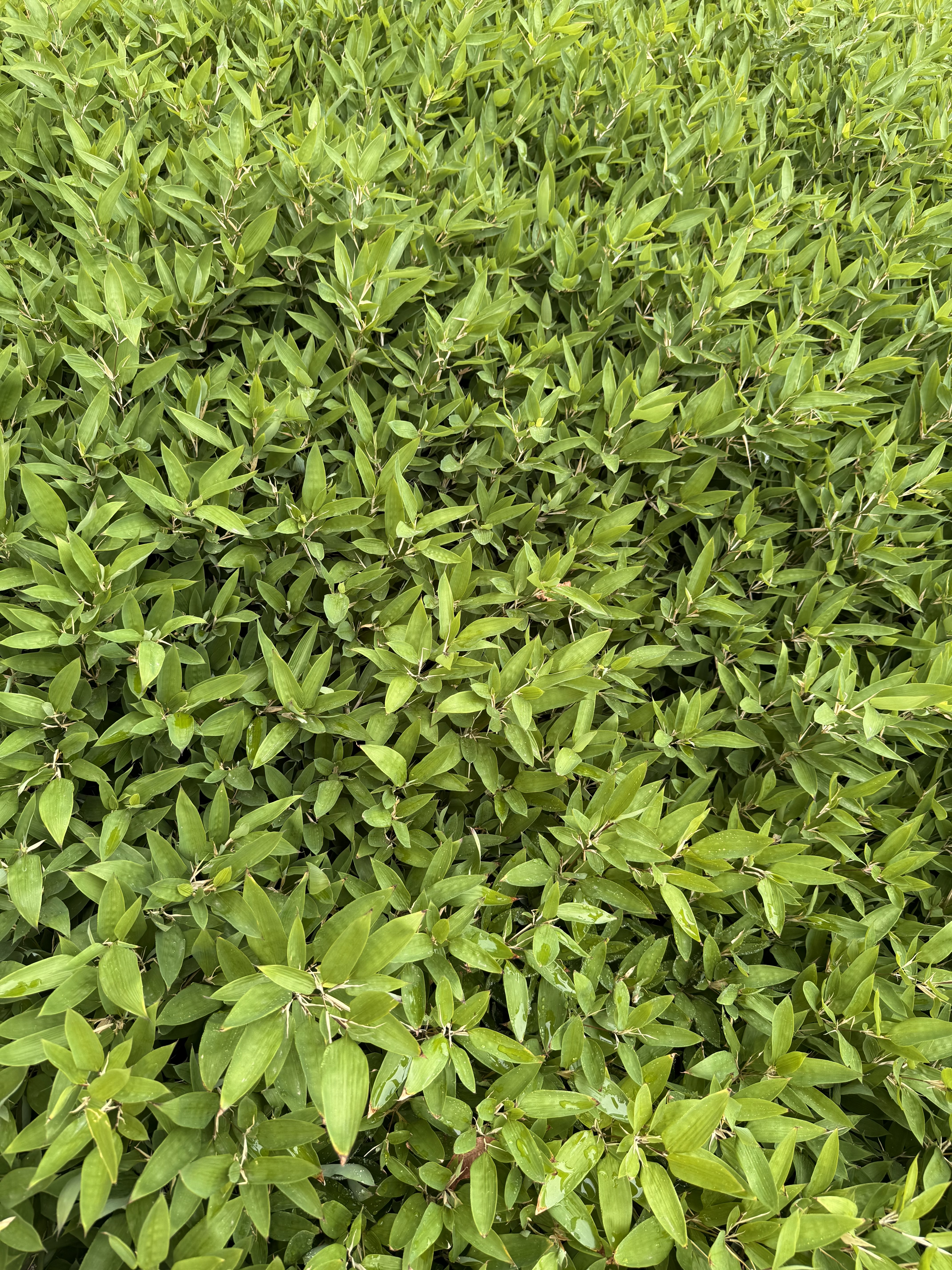 A dense patch of green leaves of miniature bamboos forms a natural, fresh-looking ground cover. Taken near the entrance of Portland Japanese Garden, Oregon.