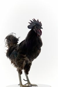 Passport-style portrait of Mogu, a rare Ogye chicken from Hwaak-ri, Yeonsan, designated as Korea’s Natural Monument No. 265.
