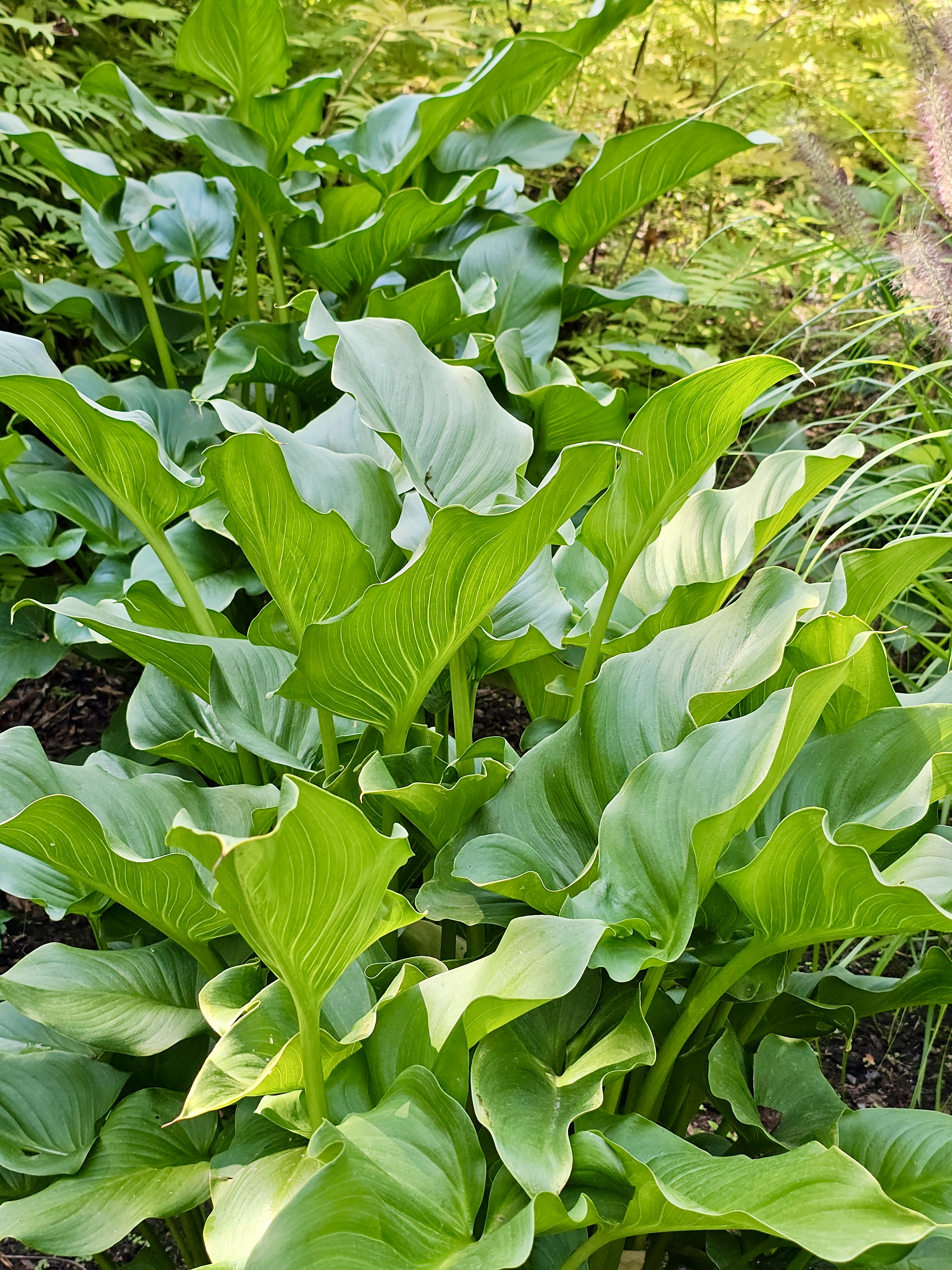 A cluster of lush Calla Lily (Zantedeschia) plants with elegant, curled green leaves growing in a shady garden at the Oregon Zoo, Portland.