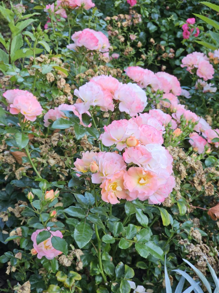 Pink roses in full bloom surrounded by green leaves and faded flowers. Captured at Pittock Mansion, Portland.