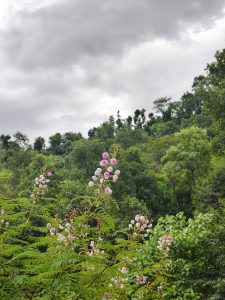 A lush green landscape under a cloudy sky, featuring flowering plants with clusters of pink and white blossoms in the foreground. 