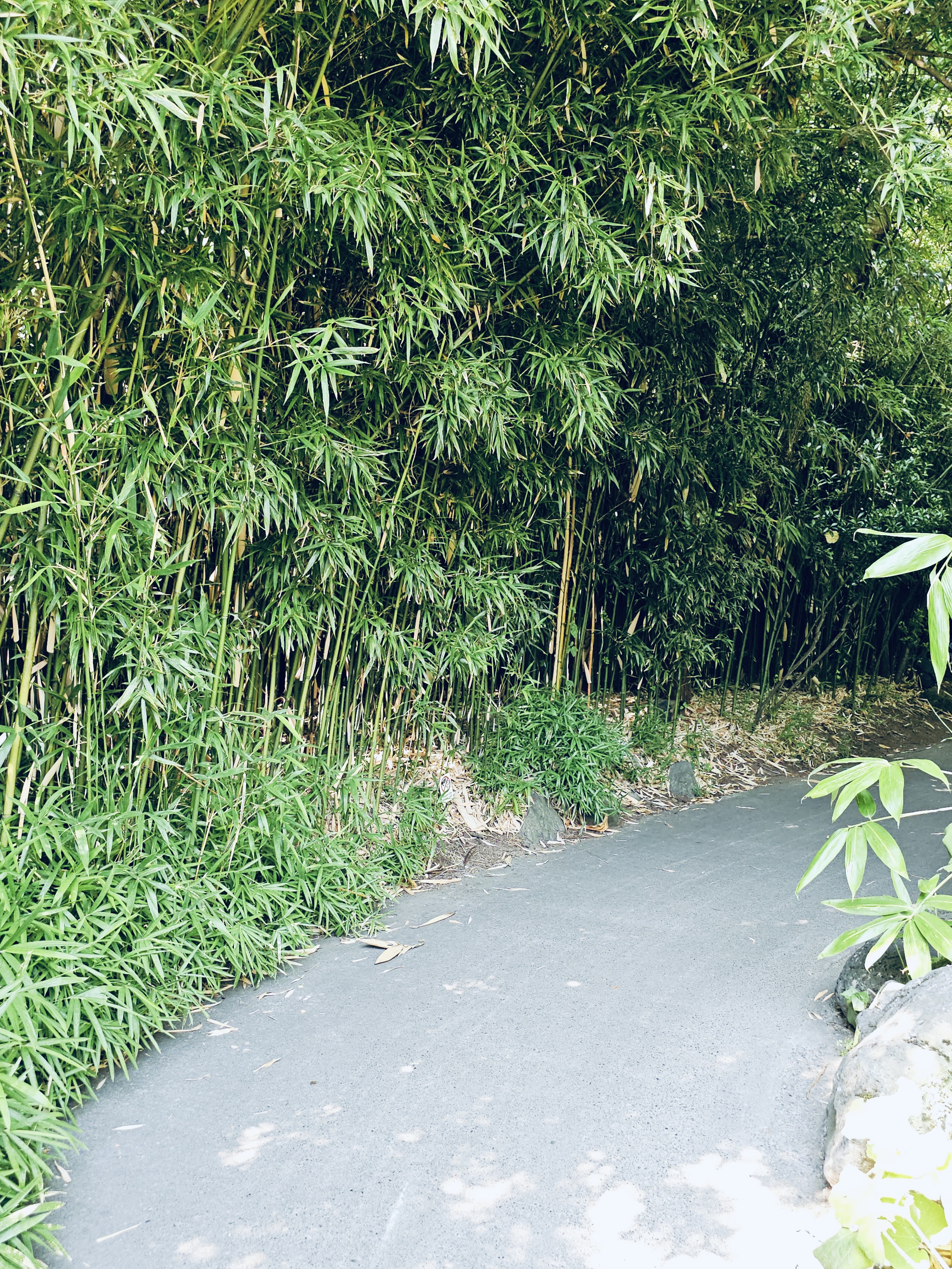 A curved garden path flanked by dense green bamboo plants, captured at the Oregon Zoo, Portland.