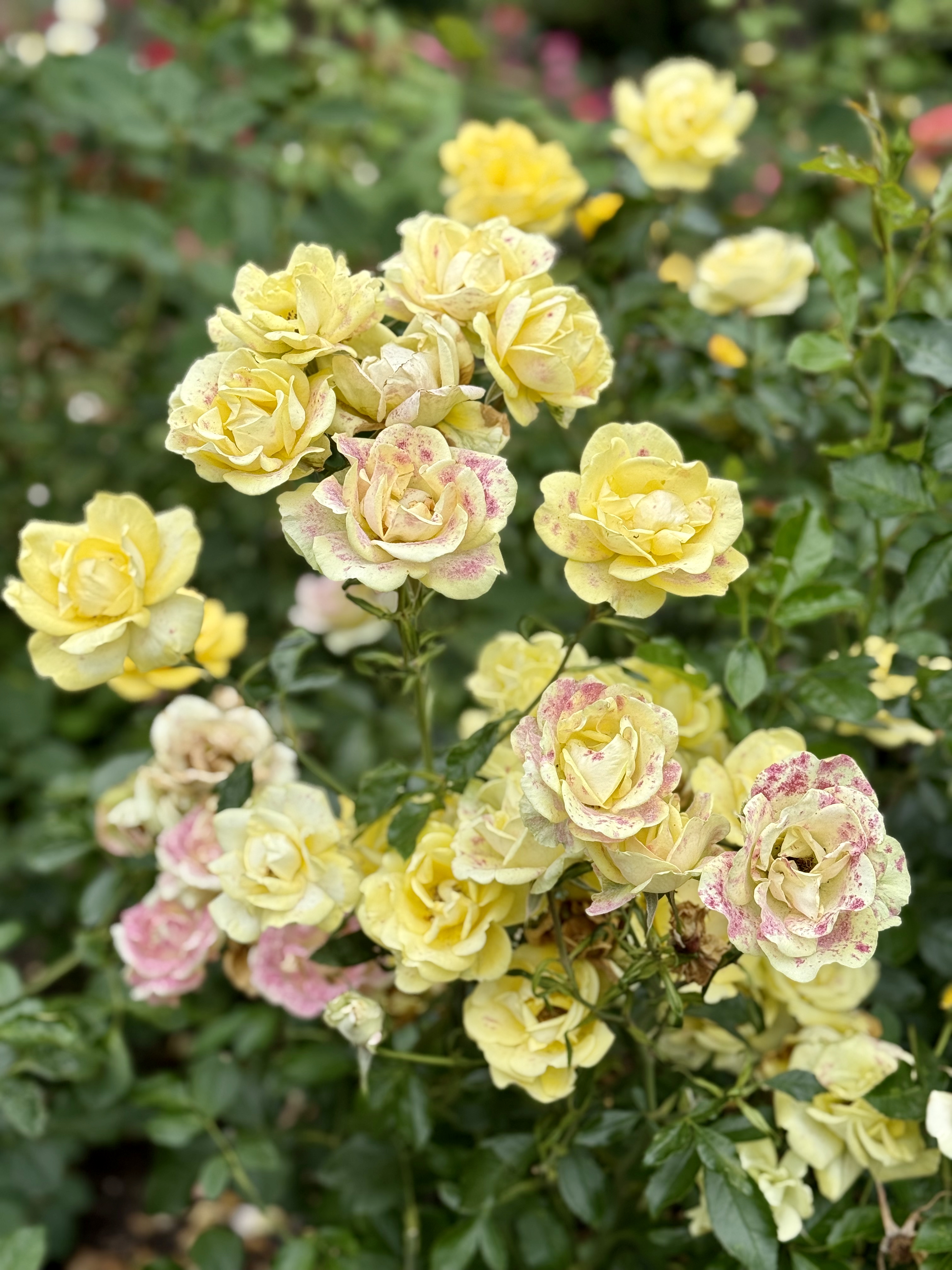 Ageing Roses WordPress photo 7068d4e1c4 | WordPress.org
