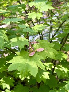 Close-up of vibrant green maple leaves and pink double-winged seeds (samaras) captured along a forest trail in the Columbia River Gorge National Scenic Area, Oregon. 