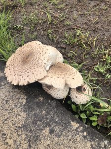 A cluster of large pale mushrooms with patterned caps grows by a damp pathway, surrounded by grass and soil.
