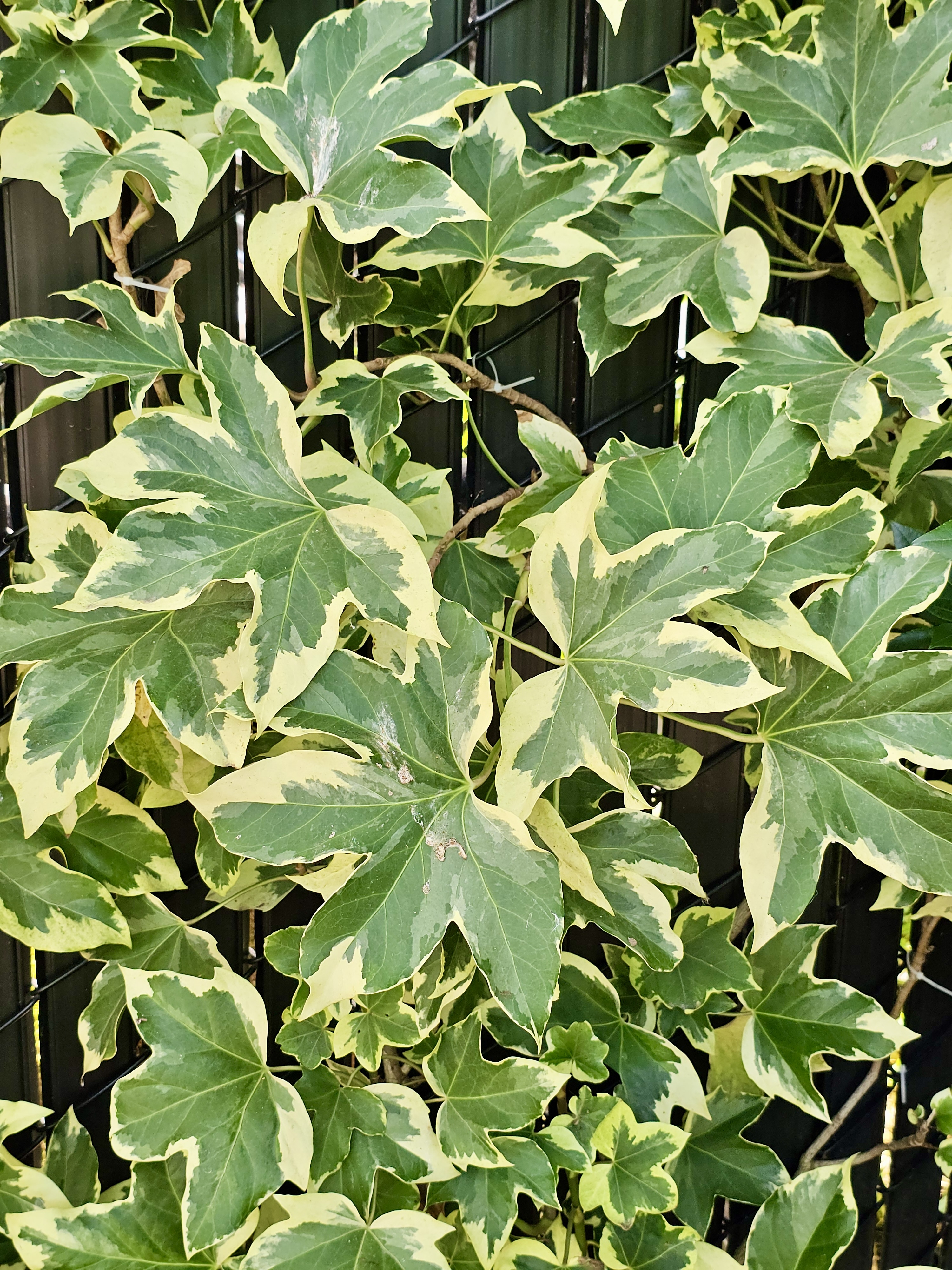 A close-up of variegated ivy leaves, green with creamy yellow edges. Captured at Oregon Zoo, Portland.