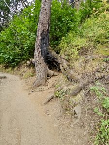 A burned tree with hollow roots growing beside a trail, surrounded by green plants. Captured in the Columbia River Gorge National Scenic Area, Oregon. 