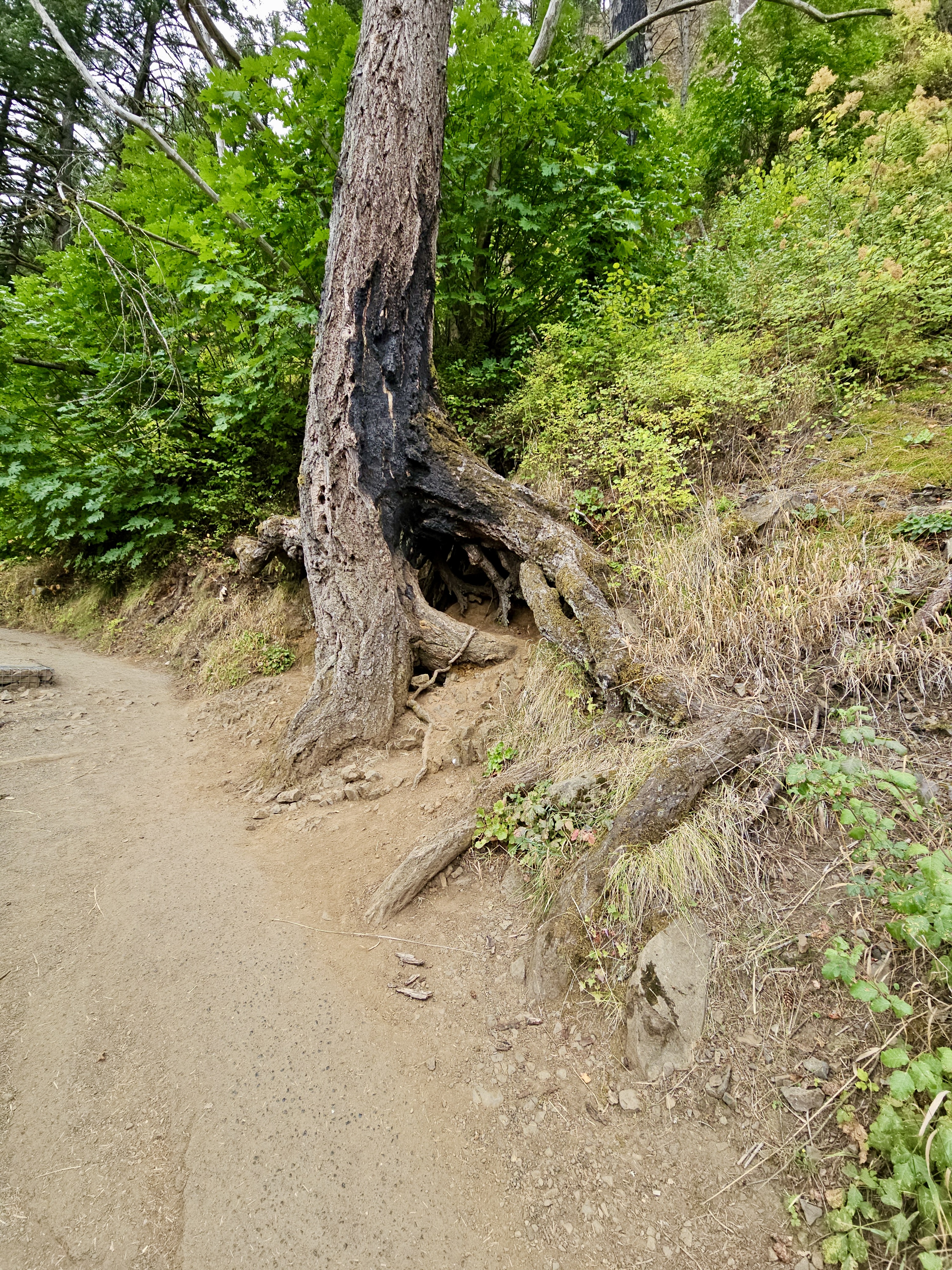 A burned tree with hollow roots growing beside a trail, surrounded by green plants. Captured in the Columbia River Gorge National Scenic Area, Oregon. 