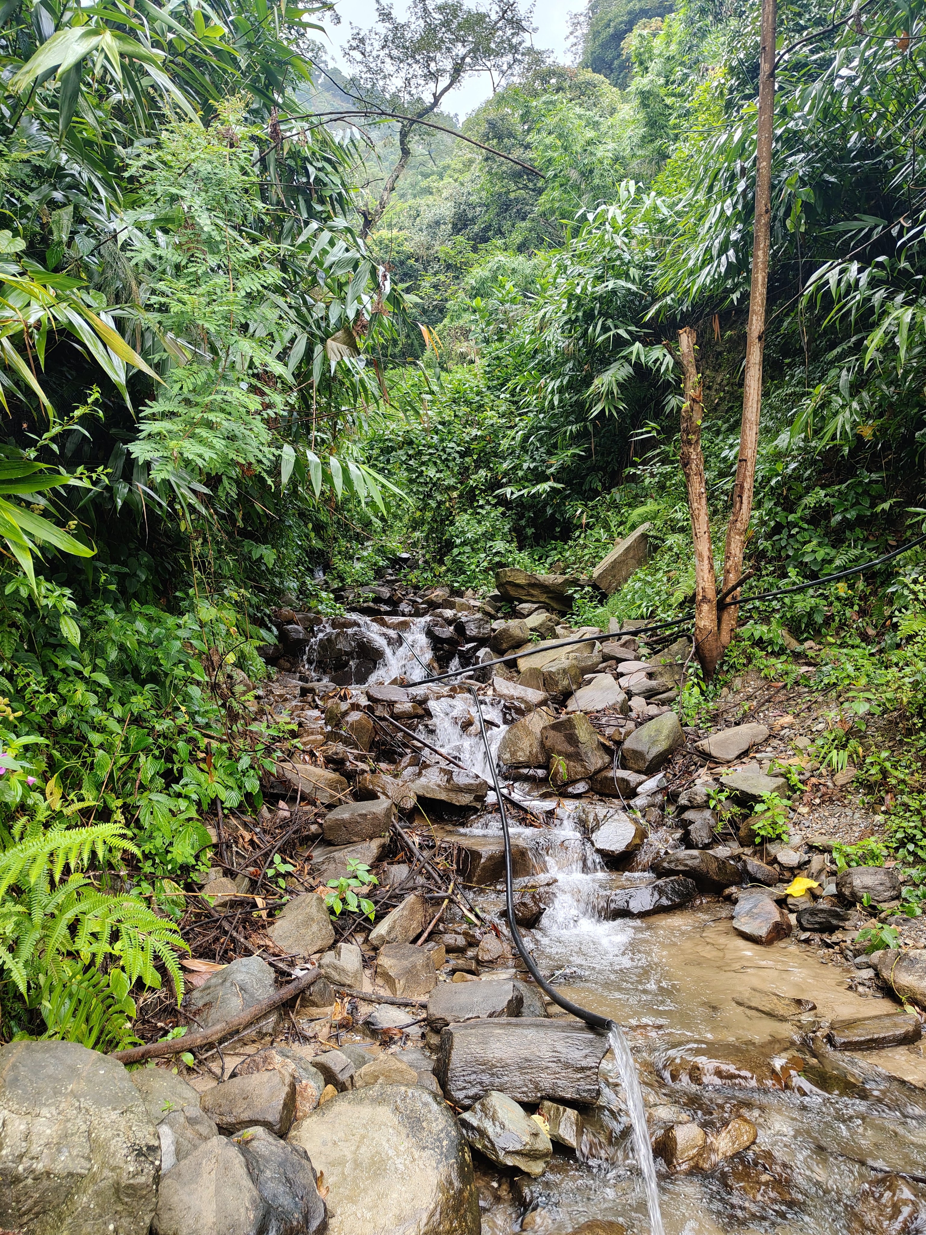 A rocky stream winds through a lush, green forest, surrounded by dense foliage and cascading over stones framed by ferns and tropical plants.