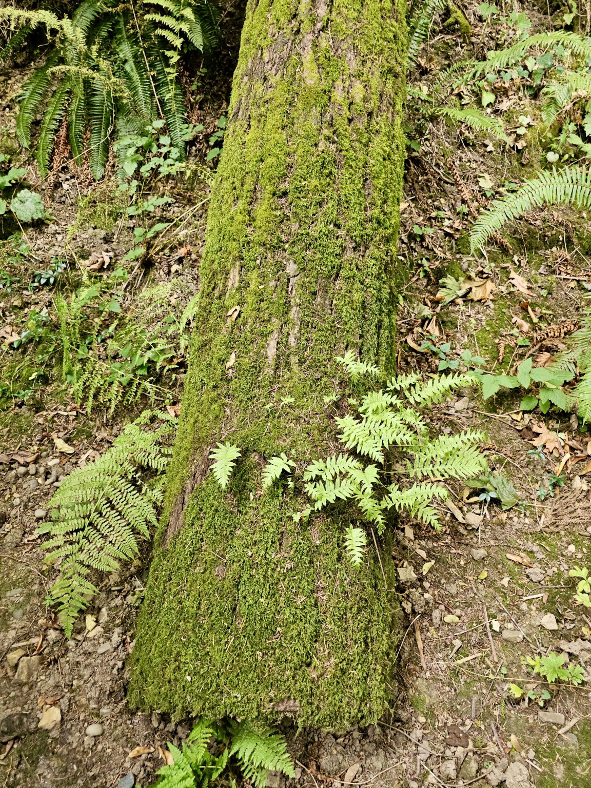 A thick tree trunk is covered in bright green moss and surrounded by ferns and other forest floor plants, creating a natural scene from the Portland Japanese Garden.